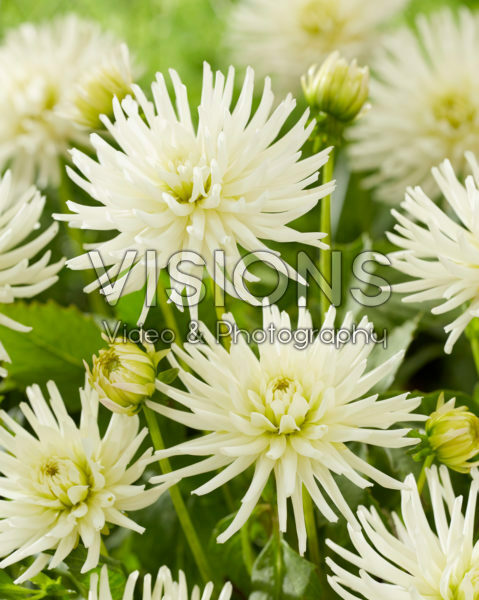 Dahlia Playa Blanca Dahlia Playa Blanca