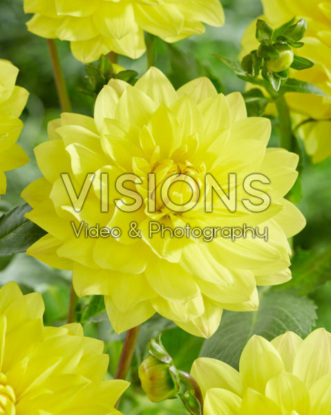 Dahlia yellow Dahlia yellow