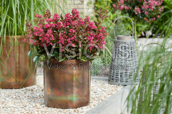 Lagerstroemia Berry Dazzle Lagerstroemia Berry Dazzle