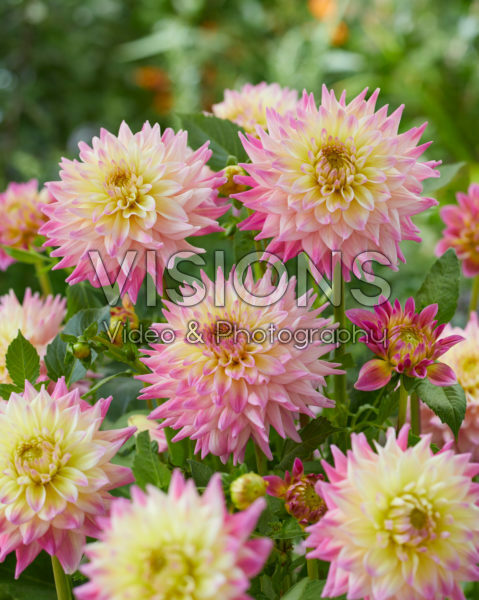 Dahlia Romantique Dahlia Romantique