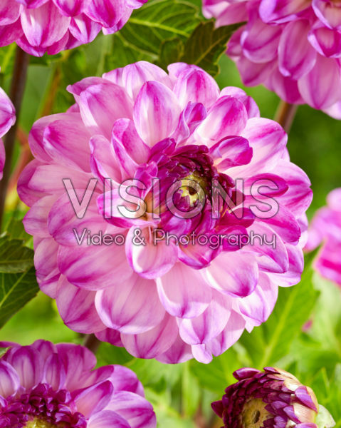 Dahlia Purple Jill Dahlia Purple Jill