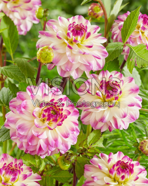 Dahlia Blushing Nina Dahlia Blushing Nina