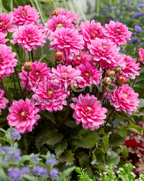 Dahlia Melody Fanfare Dahlia Melody Fanfare