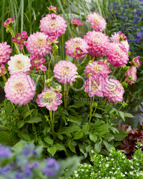 Dahlia Melody Dixie Dahlia Melody Dixie