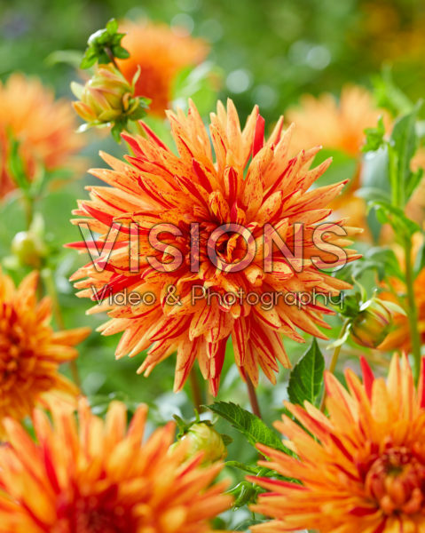 Dahlia Saint Saens Dahlia Saint Saens