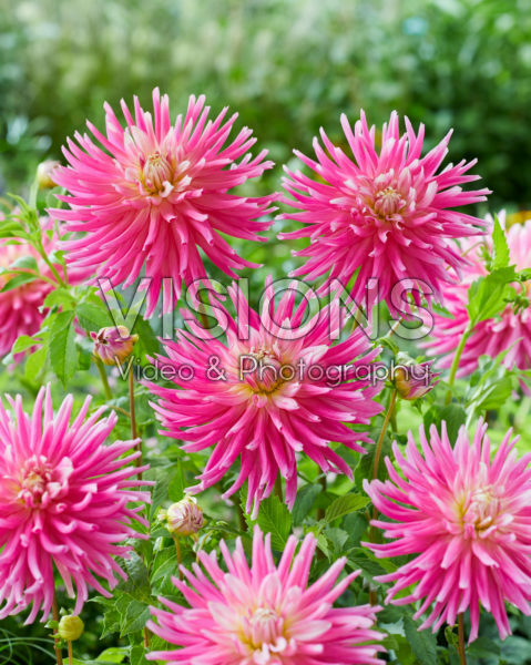 Dahlia Good Earth Dahlia Good Earth