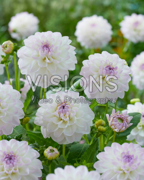 Dahlia Eveline Dahlia Eveline
