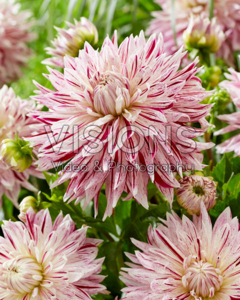 Dahlia Avignon ® Dahlia Avignon ®