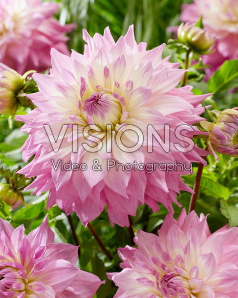 Dahlia Sir Alf Ramsey Dahlia Sir Alf Ramsey
