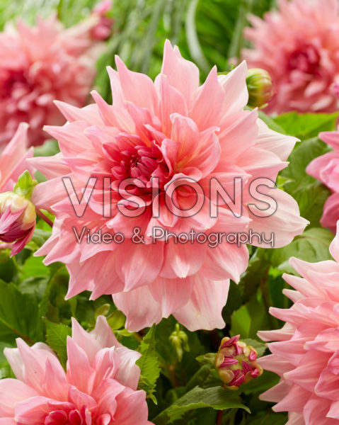 Dahlia Otto's Thrill Dahlia Otto's Thrill