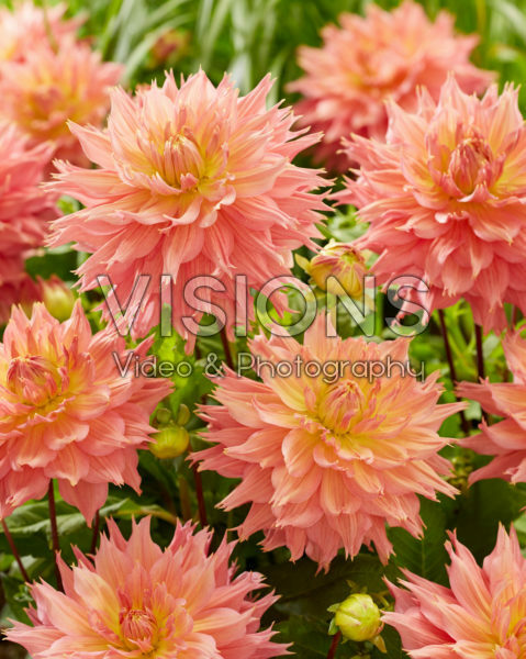 Dahlia Omega Dahlia Omega