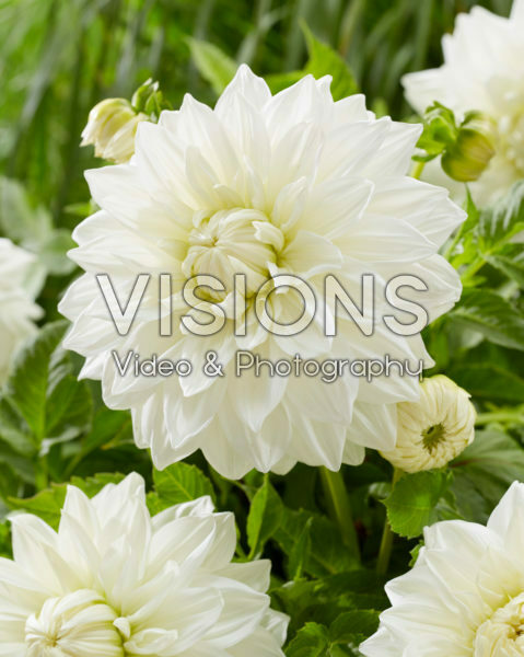 Dahlia Bull's Pride Dahlia Bull's Pride