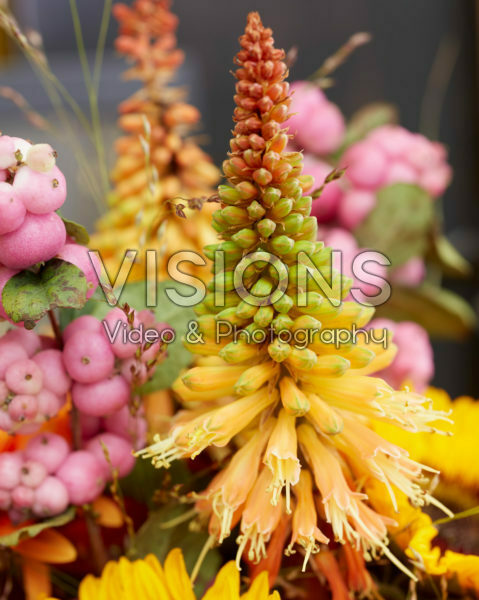 Kniphofia Kniphofia