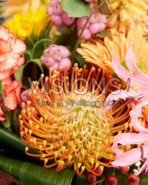 Leucospermum Leucospermum