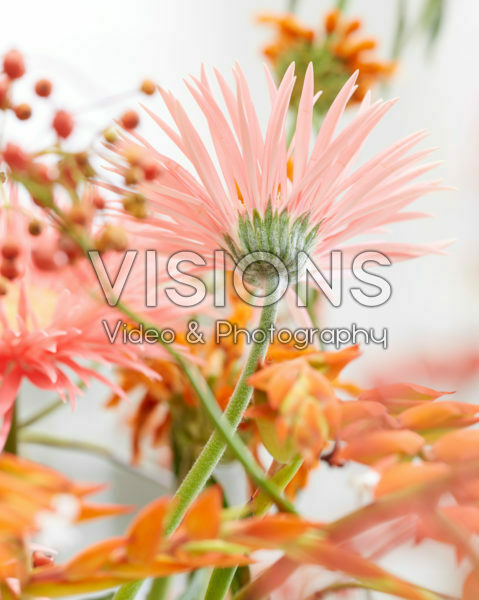 Gerbera Gerbera