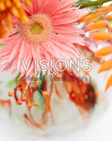 Gerbera Gerbera