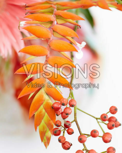 Tillandsia dyeriana Tillandsia dyeriana