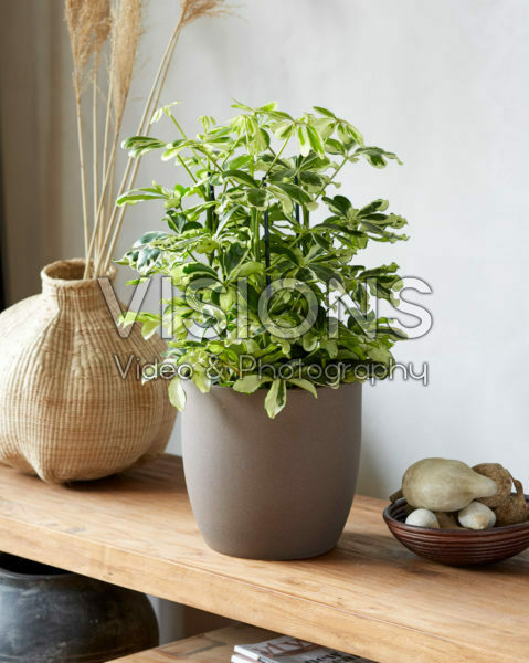 Schefflera Schefflera