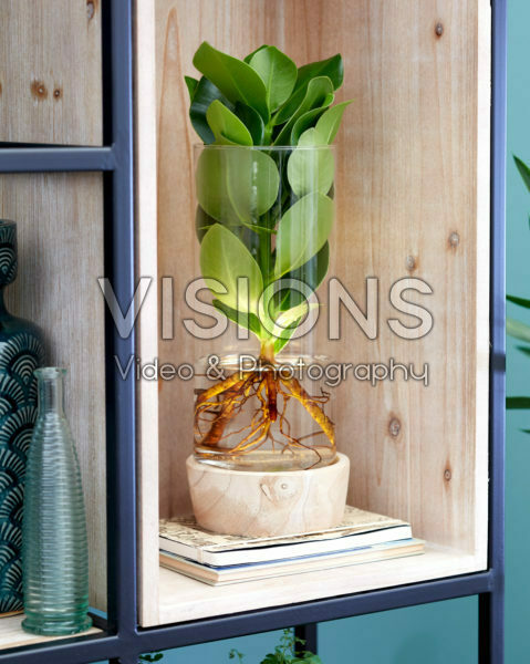 Clusia rosea Princess ® Clusia rosea Princess ®
