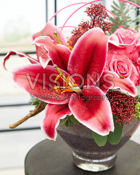 Lilium Euphoria Lilium Euphoria