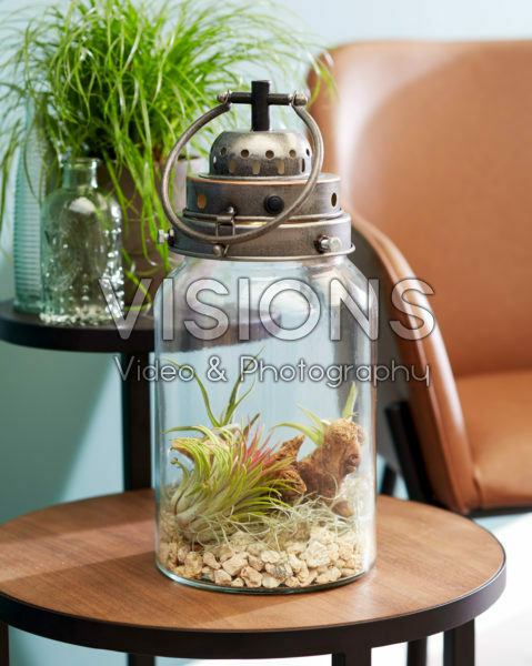 Decoratieve lantaarn met Tillandsia Decoratieve lantaarn met Tillandsia