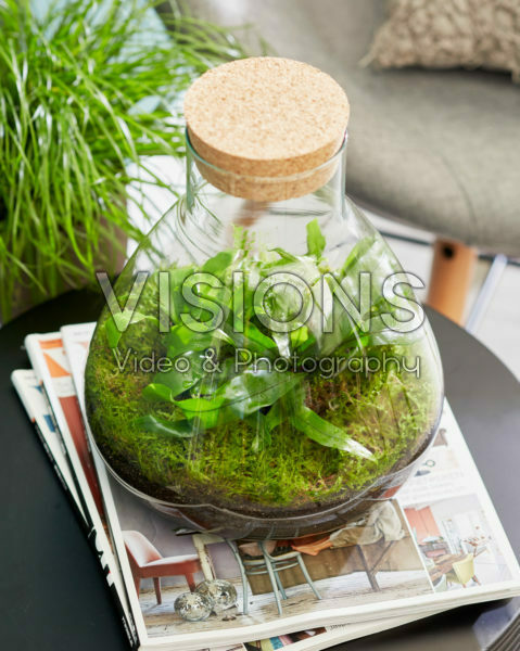 Decoratieve glas piramide met varens Decoratieve glas piramide met varens