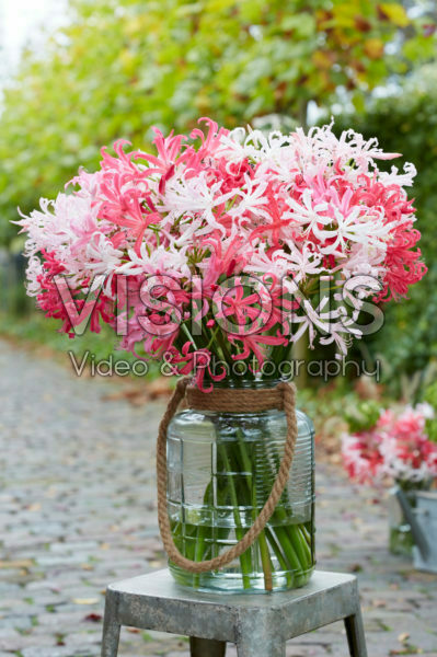 Nerine bouquet Nerine bouquet