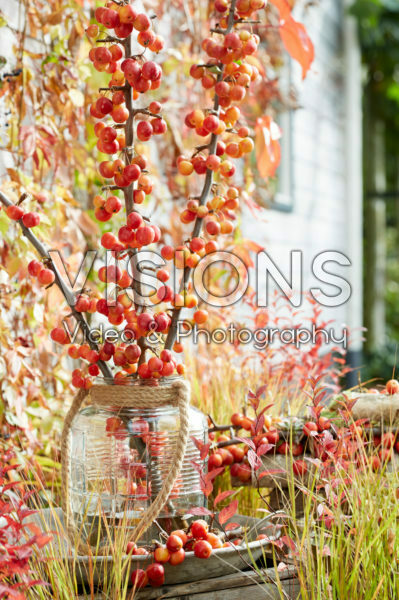 Crab apples on vase Crab apples on vase