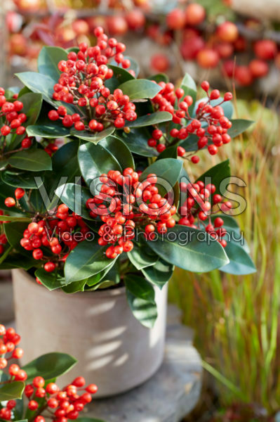 Skimmia japonica subsp. reevesiana Skimmia japonica subsp. reevesiana
