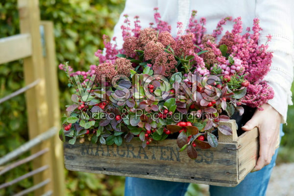 Autumn container Autumn container