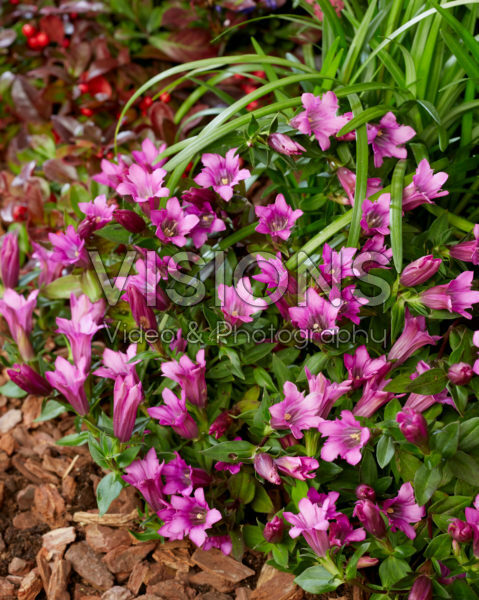 Gentiana pink Gentiana pink