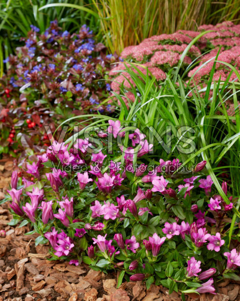 Gentiana pink Gentiana pink
