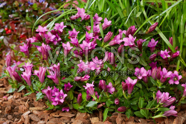 Gentiana pink Gentiana pink