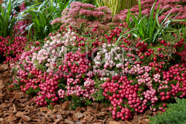 Pernettya mucronata mix Pernettya mucronata mix