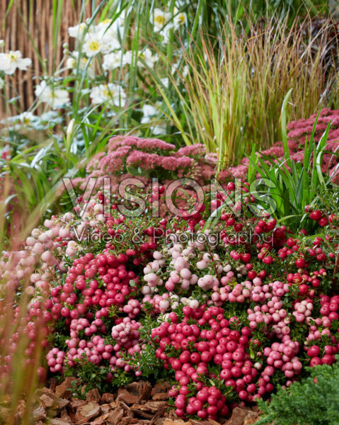 Pernettya mucronata mix Pernettya mucronata mix
