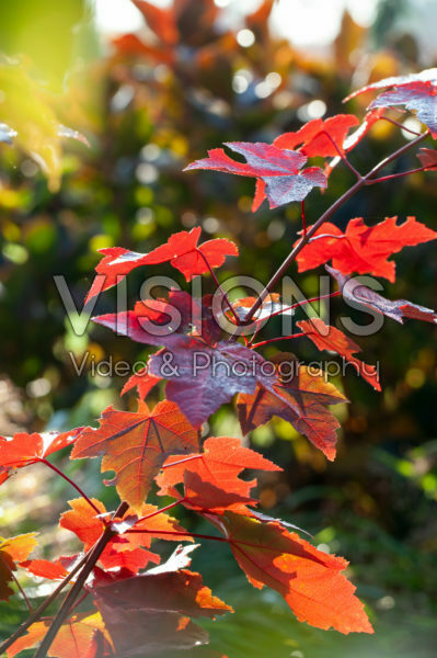 Acer rubrum Fairview Flame Acer rubrum Fairview Flame
