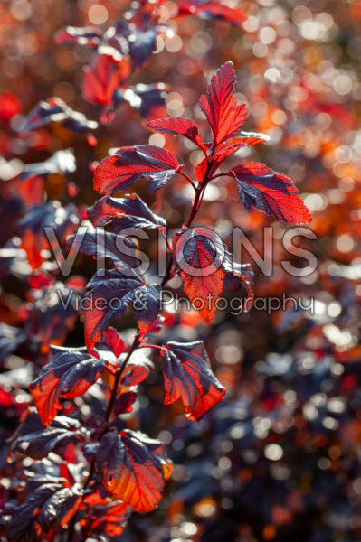Physocarpus opulifolius Little Angel® Physocarpus opulifolius Little Angel®