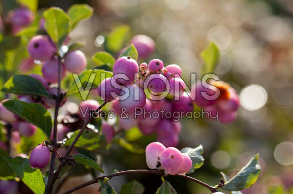 Symphoricarpos Magical Candy Symphoricarpos Magical Candy