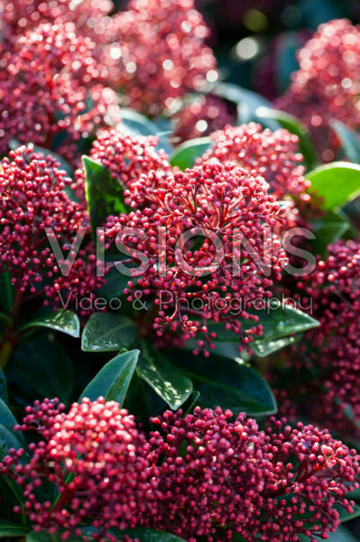 Skimmia japonica Rubesta Skimmia japonica Rubesta
