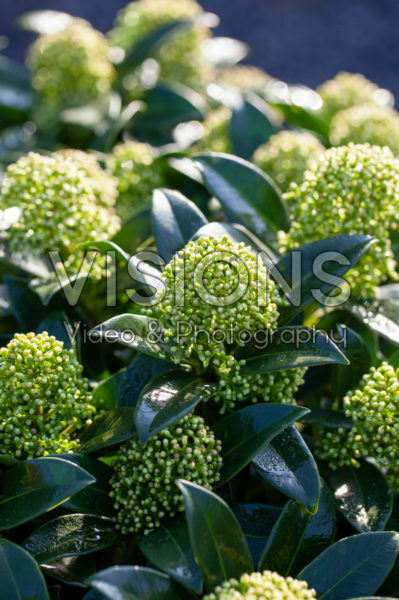 Skimmia japonica White Globe Skimmia japonica White Globe