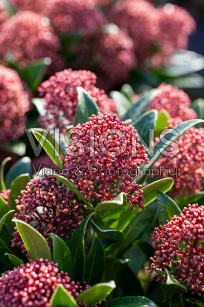 Skimmia japonica Rubesta® Giant Pink Skimmia japonica Rubesta® Giant Pink