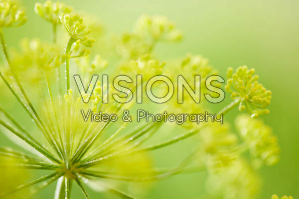Anethum graveolens Anethum graveolens