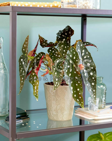 Begonia maculata Wightii Begonia maculata Wightii