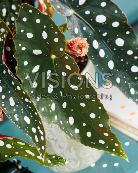 Begonia maculata Wightii Begonia maculata Wightii