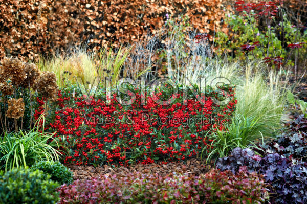 Pyracantha coccinea Red Star Pyracantha coccinea Red Star