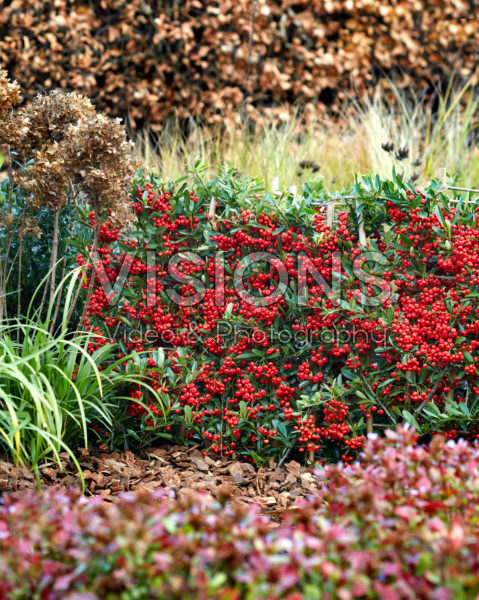 Pyracantha coccinea Red Star Pyracantha coccinea Red Star