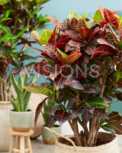 Codiaeum variegatum Petra Codiaeum variegatum Petra