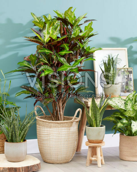Codiaeum variegatum Excellent Codiaeum variegatum Excellent