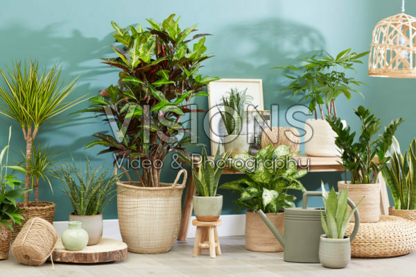 Indoor plant collection Indoor plant collection
