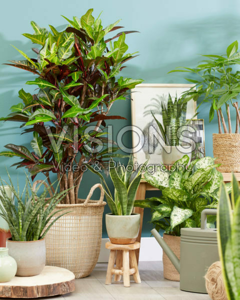 Kamerplanten collectie Kamerplanten collectie